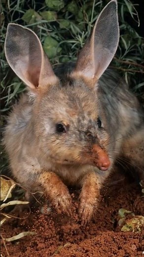 The Bilby: The Marsupial Who Replaced the Easter Bunny in Australia#bilby #greaterbilby #australia
