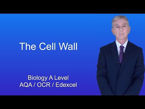 A Level Biology Revision "The Cell Wall"