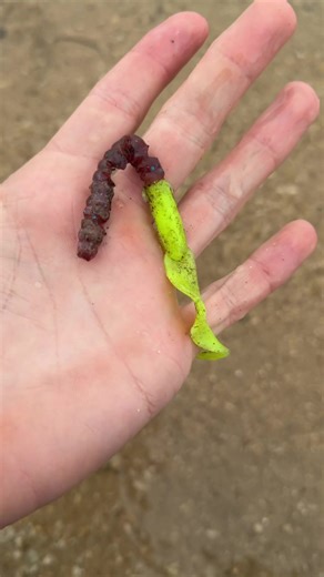 Color Matching Bait for Bass Fishing