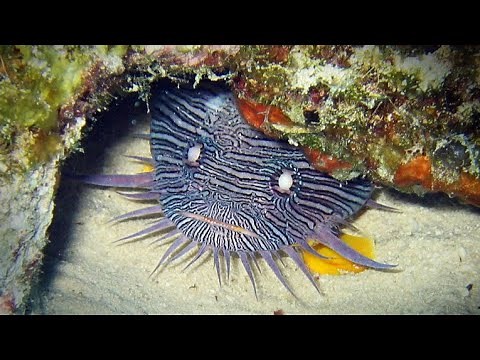 Facts: The Splendid Toadfish
