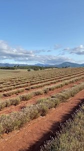 2.8K views · 209 reactions | Our harvest is now complete!  We expect our lavender to bloom again in December 2020. We continue to welcome visitors all year round to enjoy our shop and cafe 7 days a week. | Bridestowe Lavender | Facebook