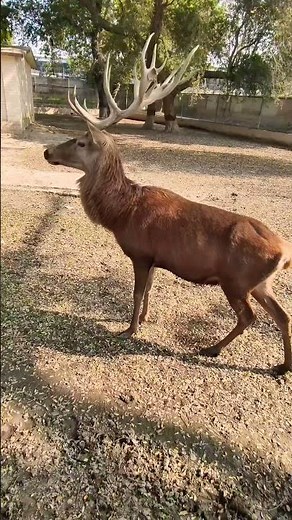 Red Deer Explained | Habitat, Behavior & Facts #deer #animals