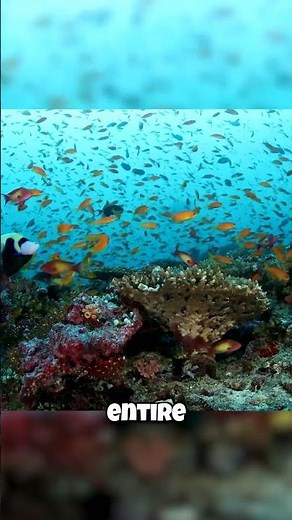 This Tiny Ocean Triangle Hoards 75% Of All Coral On Earth! (Insane)