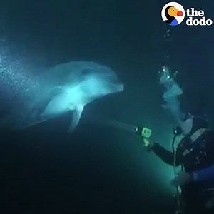 Wild Dolphin Knew Exactly How To Ask People For Help