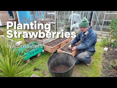 Planting Strawberries In Containers 🍓