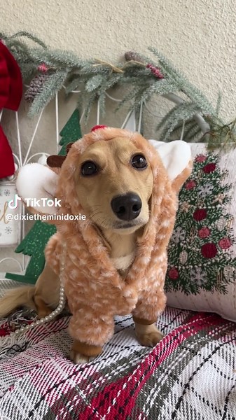 Mini Dachshund Holiday Cheer: Dasher, Dancer, and Friends