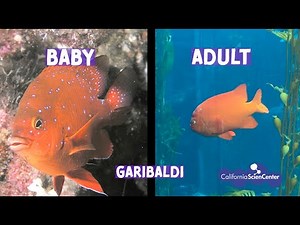 1st Grade Life Science - Virtual Field Trip | California Science Center