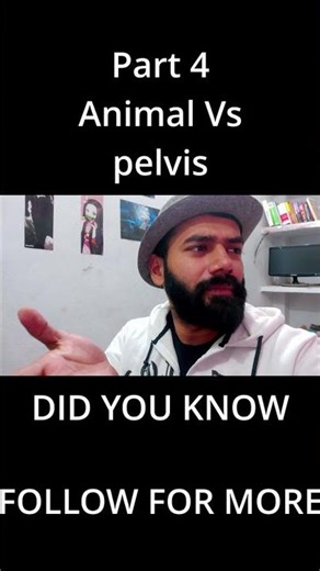 animal pitch meeting script meeting 5