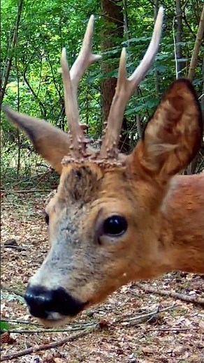 The prince of the forest #bambi #nature #deer #fawn