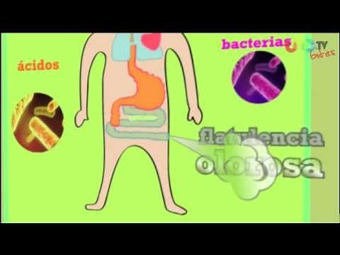 ¿Por qué tenemos flatulencias?
