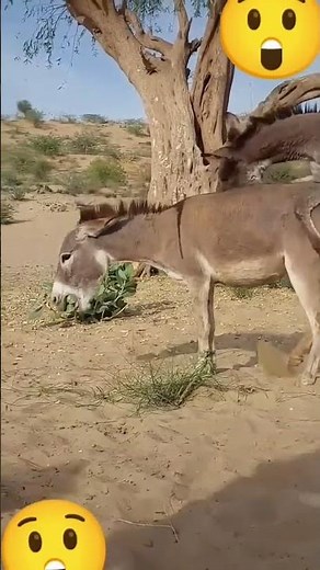 Donkey Breeding in Nature#DonkeyBreeding #AnimalBreeding #DonkeyMating #Livestock #FarmAnimals