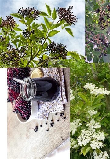 Lets talk Elderberry medicine ! Antiviral for colds and flus. Flowers are used for fevers, ear pain, sinus congestion and more. #elderberry #ancestors #guidance #health