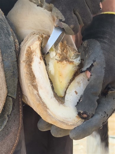 Understanding the Importance of Farriery in Horse Care