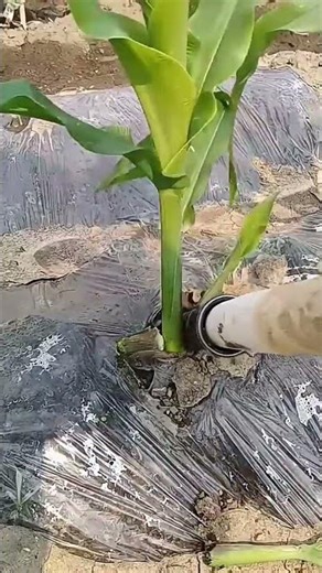 Removal process of corn lateral buds using creative tools