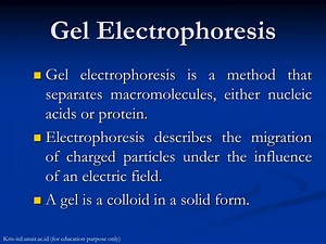 PPT - Gel Electrophoresis PowerPoint Presentation, free download - ID:5083747