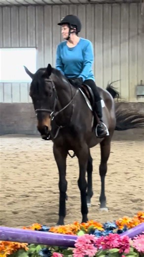 Happy 14th birthday Buddy your the best land dolphin 🐬 there has been. #horse #birthday #dolphin