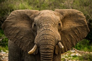 Wildlife — Northern Rangelands Trust