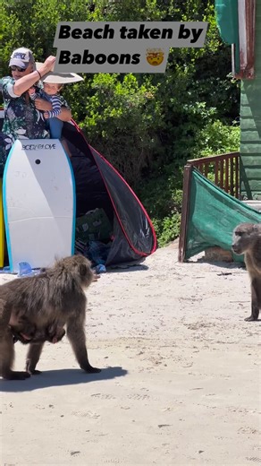 9.4K views · 114 reactions | Baboons all over the beach #baboon #wildswimminguk #wildswimming #animalvideo | Animals Around The Globe | Facebook