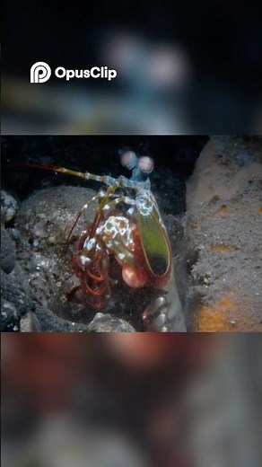 Mantis Shrimp Documentary – The Hidden Predator of the Reef