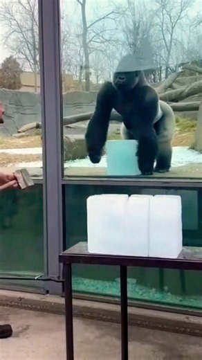 Gorilla Reacts to Human at Zoo 😱🦍 | Funny Gorilla Reaction#shorts