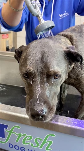Splish, splash, give your pup a bath! 🛁 Enjoy a stress-free, hands-on experience with Pet Fresh Dog Wash — the best part? A portion of sales will benefit animals at AHS during the month of September. Visit any of these Pet Fresh locations throughout the month to participate: petfreshdogwash.com/locations/ | Animal Humane Society
