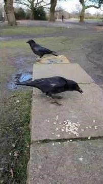 Secret life of crow raven birds: a queue for food