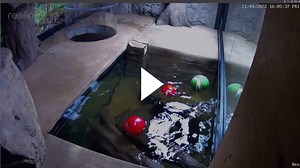 SnakeDiscovery - Snake Discovery - Friday Shrimp Jan 21