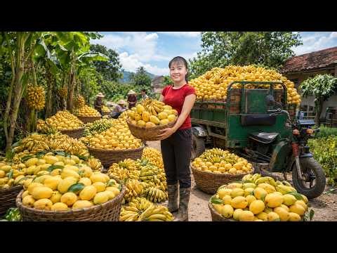 Harvesting 1000 Mangoes And Ripe Bananas To Sell At Market