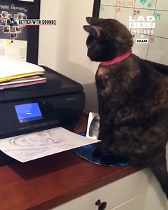 424K views · 8.8K reactions | She's terrible at admin  | LADbible Ireland | Facebook