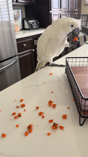 Meet My Sou Chef: A Hilarious Cooking Companion