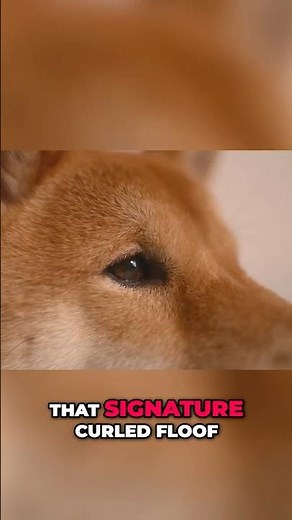 Shiba Inu: 6 Speed Facts You Need To Know!