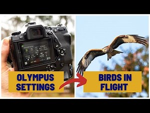 Olympus Camera Settings for Birds in Flight | I Wish I'd Known This Setting Before