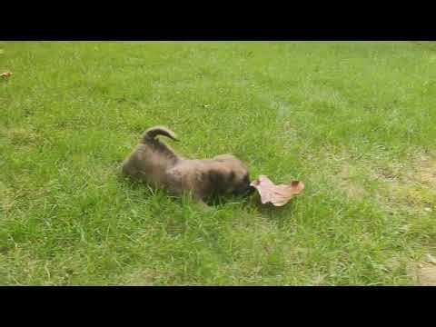 An extremely cute little puppy runs towards you.