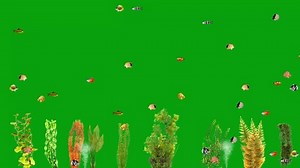 4k Animation Video Small Colorful Fishes Stock Footage Video (100% Royalty-free) 1081967924 | Shutterstock