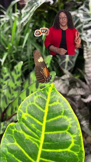 Spot The Difference: Butterfly Or Moth?