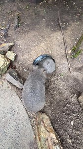 The stark reality if this downpour we had though is that wombats will be displaced as their burrows flood or collapse Finn and Eddie’s burrow flooded last night but they had the shed to shelter in. This morning renovations started as they dig the puddles away. Wild wombats will be doing the same and will be renovating unless their burrows were completely destroyed. If you do spot a wombat under your car or in the shed or on your porch, be kind to them as they have in all likelihood lost their ho