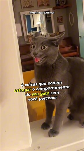 Quatro Hábitos que Podem Estragar seu Gato