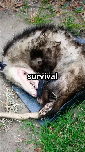 Why Do Opossums Play Dead?