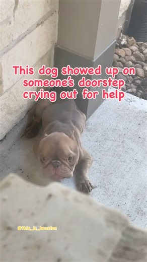 Mike has been suffering for a LONG time. Thankfully he was showed up to someone’s door step last week and their actions lead to us going to get him. He has a list of medical issues and a long road ahead of him, but we’re hopeful for him. He’s only 1-2 years old. His biggest concern is dried poop & sand material in his stomach, but he’s being closely monitored. We wouldn’t be able to help dogs like Mike without your support. Thank you for helping us save dogs like Mike. Follow along to follow Mik