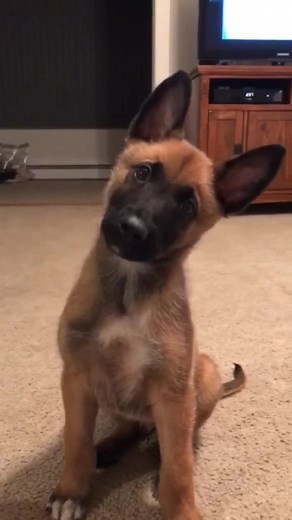 Videos de dochi🛐 (@teamdoki_chizo) con “”