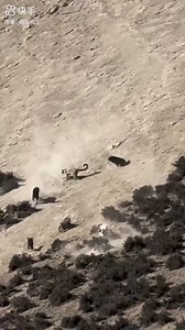 Real footage of snow leopard vs Tibetan mastiff | Himalayan Indian Mastiff - Kattimani Dogs