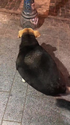 Trailer de la película de Perro Guatón