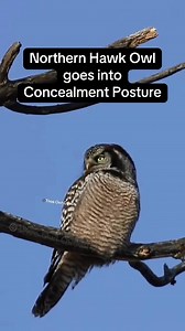 When a bald eagle soars overhead, the Northern Hawk Owl pulls its best ‘nothing to see here’ routine. It slips into concealment posture, standing tall, slimming down, and tucking in its feathers, like an owl trying to pass as a very suspicious stick. This clever disguise helps it avoid being spotted from above. #NorthernHawkOwl #HawkOwl #OwlPhotography #OwlPhotographer #TheeOwlQueen #ConcealmentPosture #Owlology #GiveAHoot #HootForJustice | Thee Owl Queen