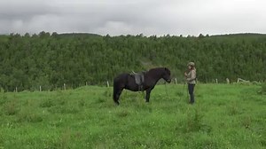 Eating grass when ridden or led trains horses to go against the rein and teaches them that they are stronger than us. Pulling on the rein will not solve this problem - but rather make it worse😲 This video shows an easy way to stand, lead and ride a horse on loose reins without having the horse snatching for grass✨ Learn the exercises I use to solve this and get access to full video here: https://www.ridelikeaviking.com/learn-to-connect | Ride Like a Viking