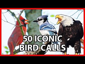 50 Iconic Bird Sounds