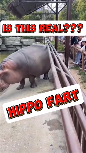 🔈 SPEAKERS ON!!! 🔊 No way this is real, right??? #hippo #fart #gross #loud #smelly #bloated #hippopotamus #nature #china #kvjshow #kvj #funny #radio #podcast #foryoupage #foryou #fyp | The KVJ Show