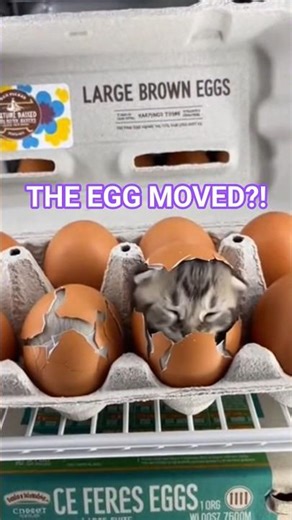 Cat Inside an Egg?! #pixverse #pixverseai #funny #cat #eggsurprise #plottwist