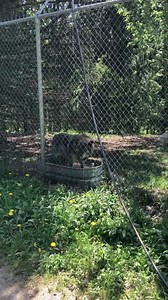 1.8K views · 154 reactions | People often ask if they will still see the wolves if it’s raining. OF COURSE! Wolves live outdoors in all kinds of weather conditions including rain! Wolves typically enjoy playing in water as well. Our main pack of wolves frequently run through their two natural ponds playing, chasing ducks, & hunting frogs. Many others (like Tamarack in attached video) play in their water troughs | Wolf Mountain Nature Center | Facebook