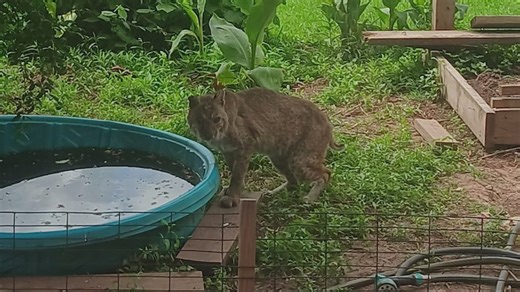 Missouri City woman spots bobcat in backyard, warns neighbors to stay alert