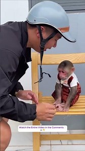 You Won't Believe What This Baby Monkey Did When Dad Was Gone 😳